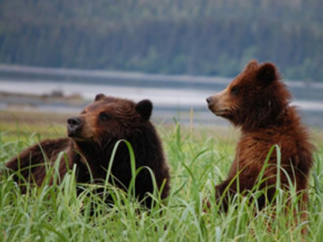 Pack Creek Bears