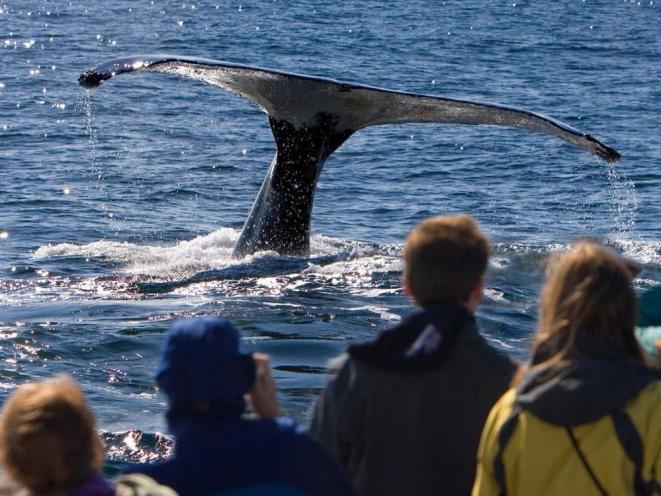 Whale watching