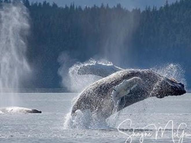jump whale