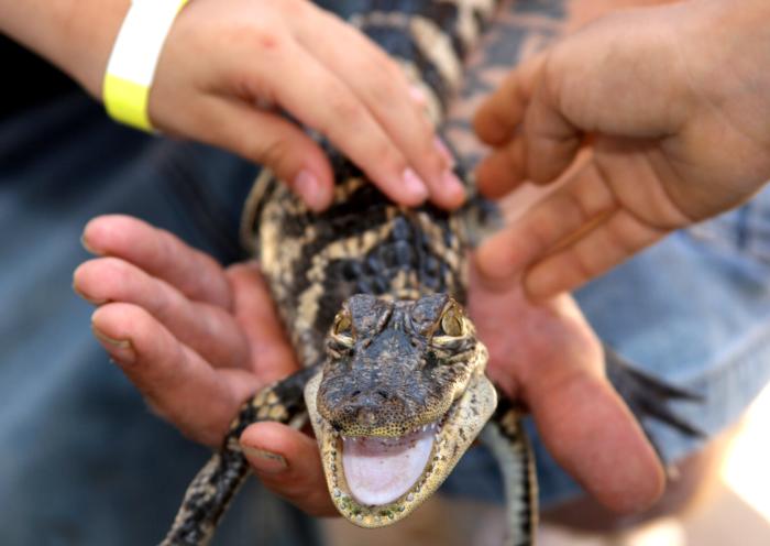 Visitors pet a baby alligator at Beaumont's Gator Country Park.