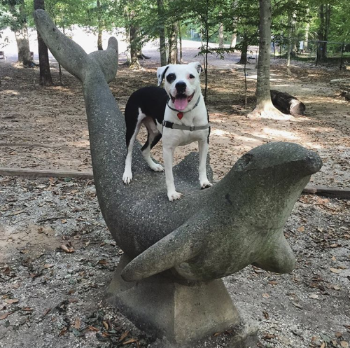 Dolphin Statue at Brook Run Dog Park