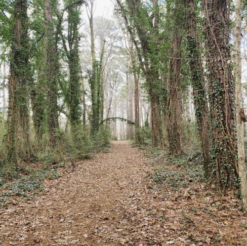 Trees around a path at the Lake Lawson/Lake Smith Natural Area In Virginia Beach