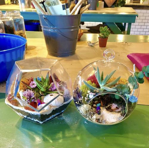 Succulents in Terrariums at Plantbar VB in Virginia Beach, VA