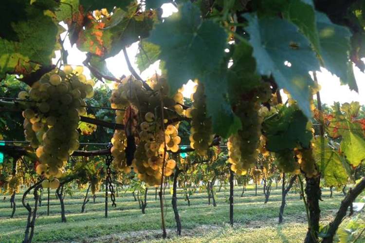 Keg Springs Winery