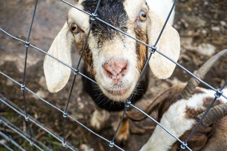 Cedar Creek Farm