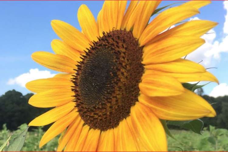 Liberty Grace Farms Sunflower