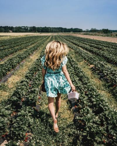 Blonde Woman With Basket Walking Along Rows Of Strawberries At Cullipher Farm In Virginia Beach