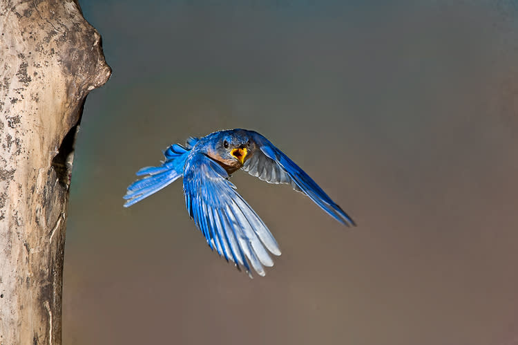Howell Woods Bird