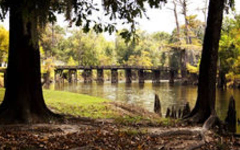 Alligator Park
