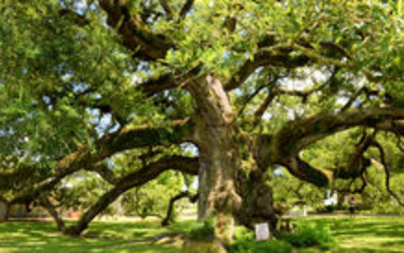 Imperial Calcasieu Museum 2