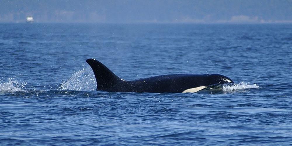 Orca, in the dolphin family, swimming