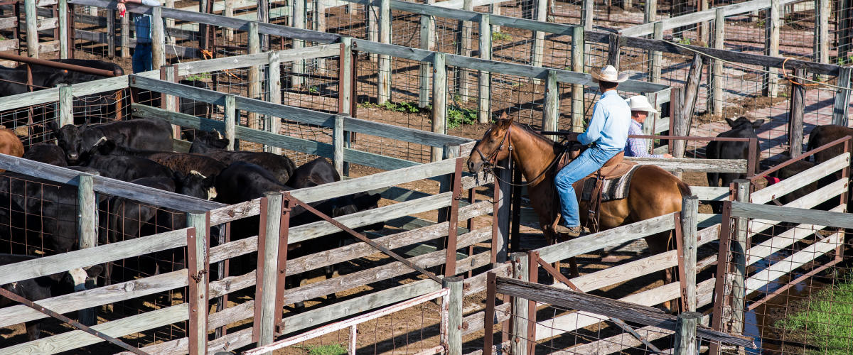 Stockyards Cattle Auction