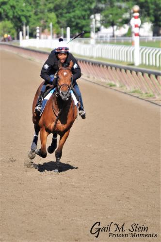 Horse running during workouts.
