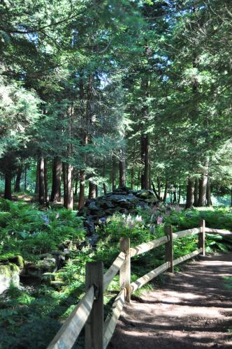 Yaddo woodland garden