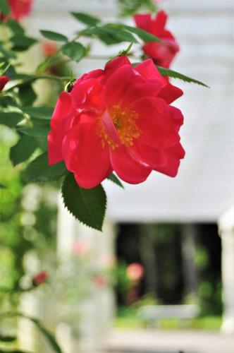Rose on pergola at Yaddo