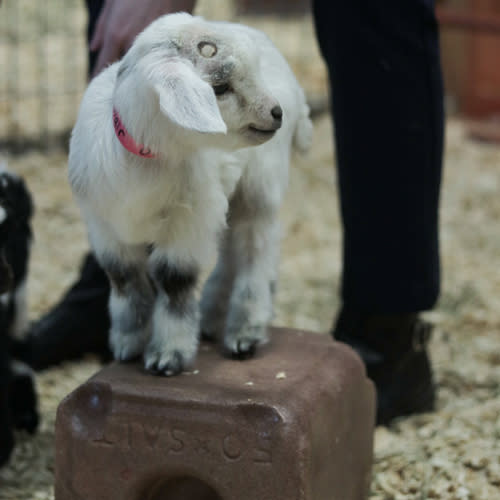 Baby-Goats-at-Deanna-Rose