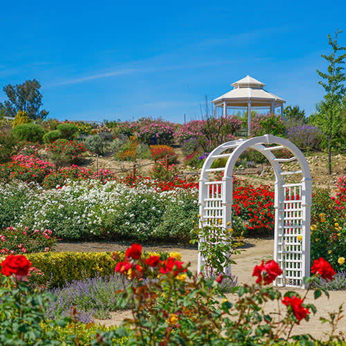 Rose Haven