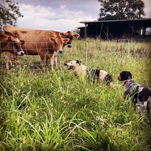 cows with 2 dogs looking at them in a sunny field