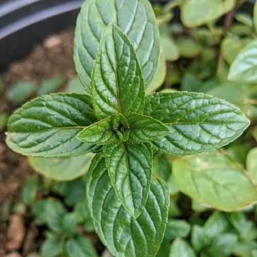 Mint Herb Close Up