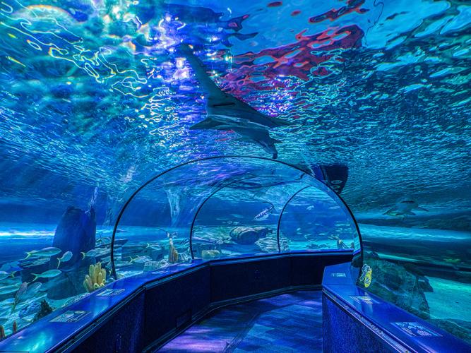 Ripley's Aquarium | Myrtle Beach, SC