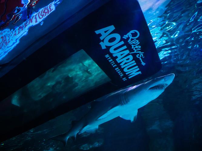 Ripley's Aquarium | Myrtle Beach, SC