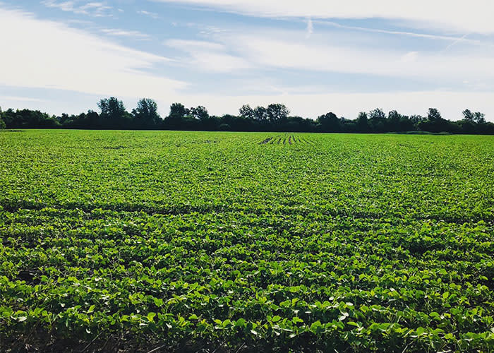 Erie Lackawanna Trail view field in the morning