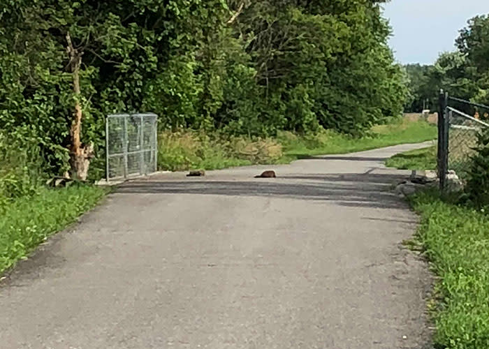Erie Lackawanna Trail river otters on bike path