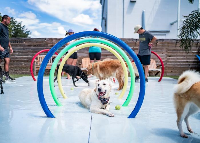Dog Rainbow