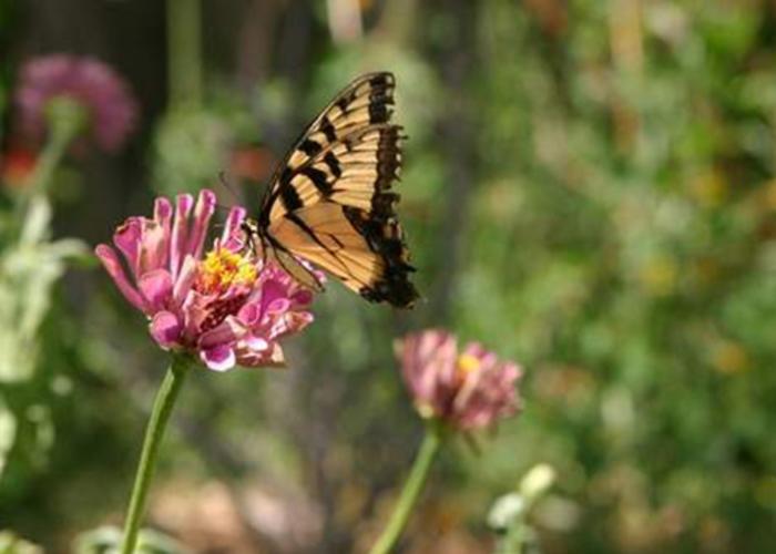 butterfly