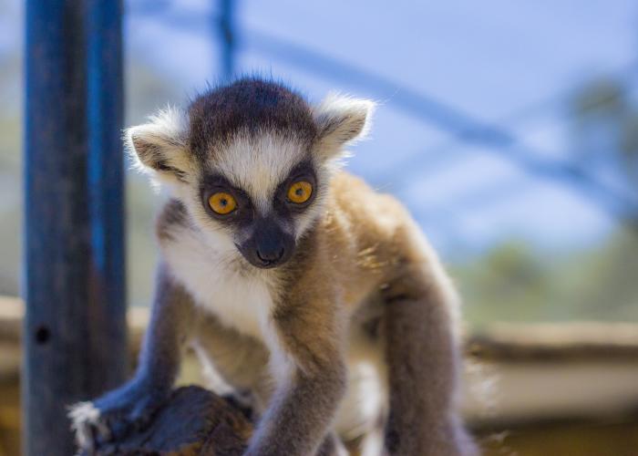 Baby Lemur at Giraffe Ranch