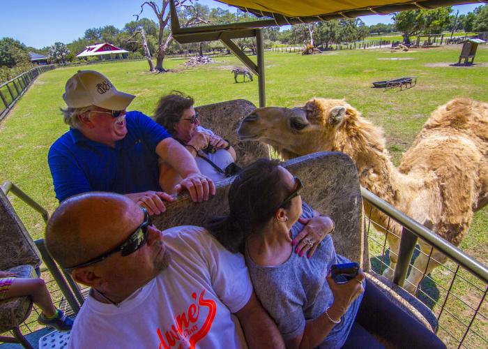 Camel at Giraffe Ranch