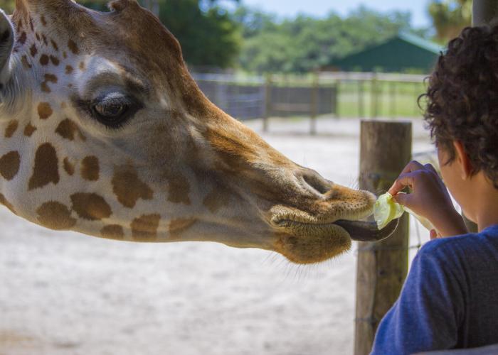 Giraffe Feeding at Giraffe Ranch