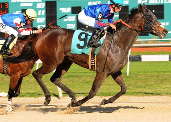 Tampa Bay Downs