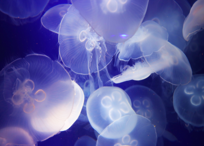 Moon Jellies