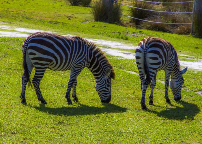 Safari Wilderness