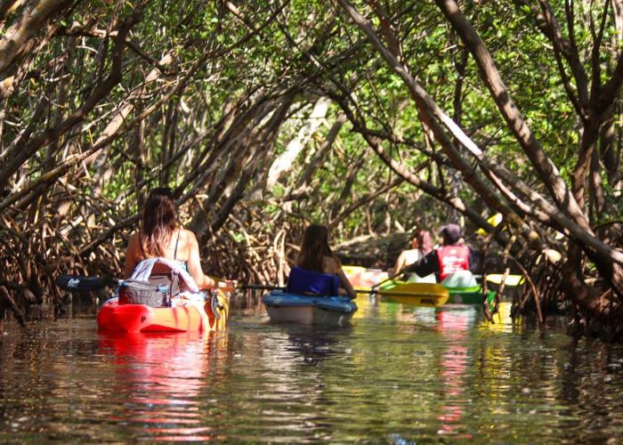 Mangrove Adventures
