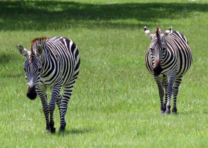 Zebras at the Giraffe Ranch