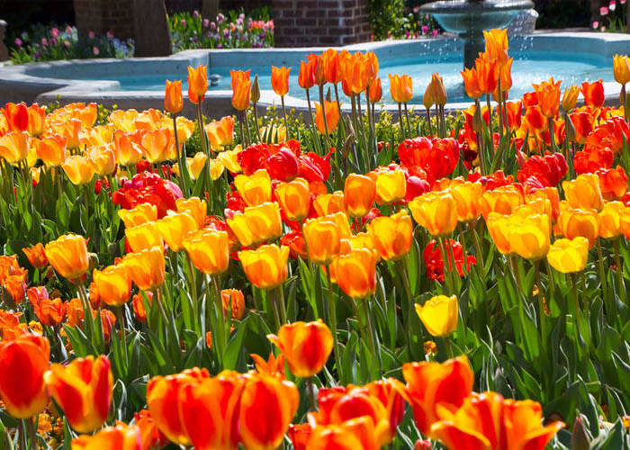 Places in Utah Valley that Will Make You Feel Like You Have Left the USA - Tulip Festival