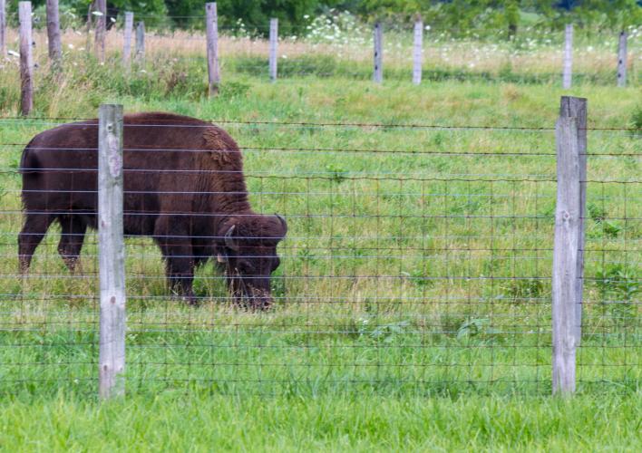 Bison