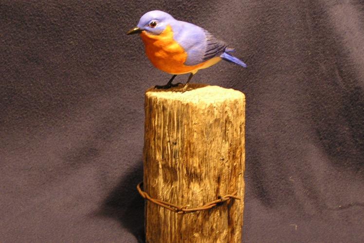 Bluebird on fence post