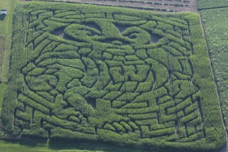 SCHULTZ'S COUNTRY BARN & PUMPKIN PATCH - CORN MAZE