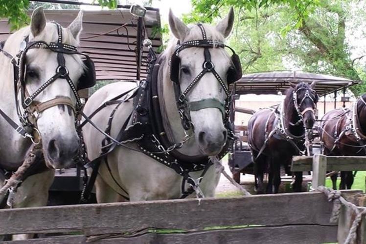 Cabin Ridge Rides - Bridled Horses