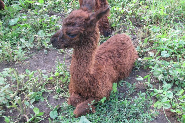 Justorian Alpacas