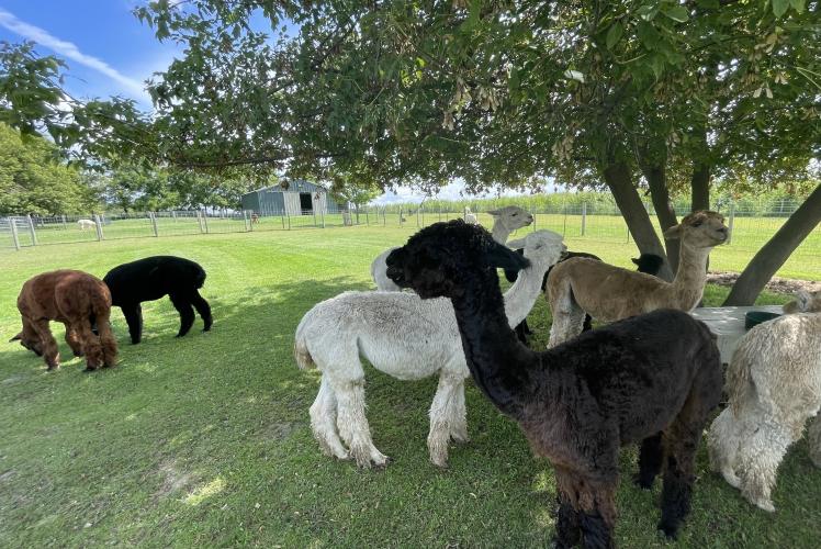 Justorian Alpacas