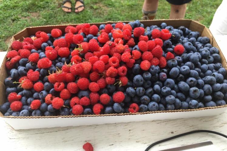 Little Berry Farm