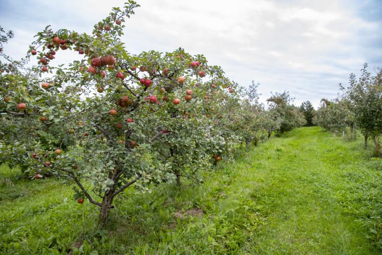 Maple Lead Orchard