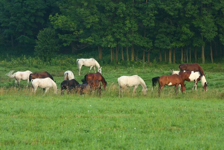 Wilderness Pursuit Horseback Adventures Horses
