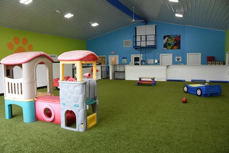 Your Dog's Gym