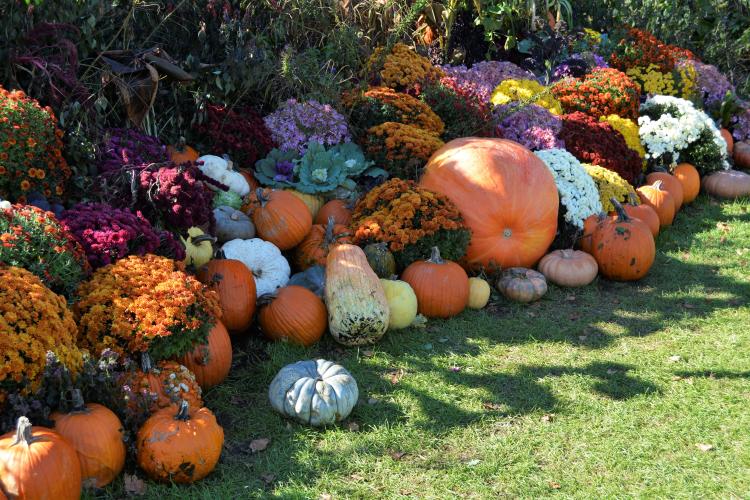 View of pumpkins and flowers