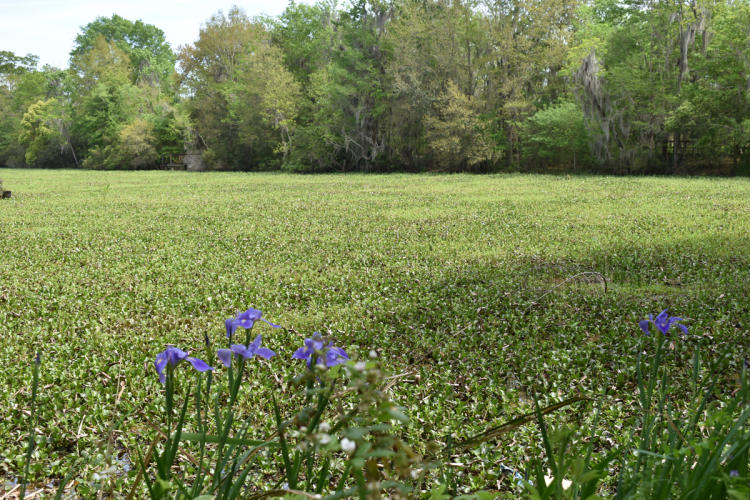 blue irises wetland trace